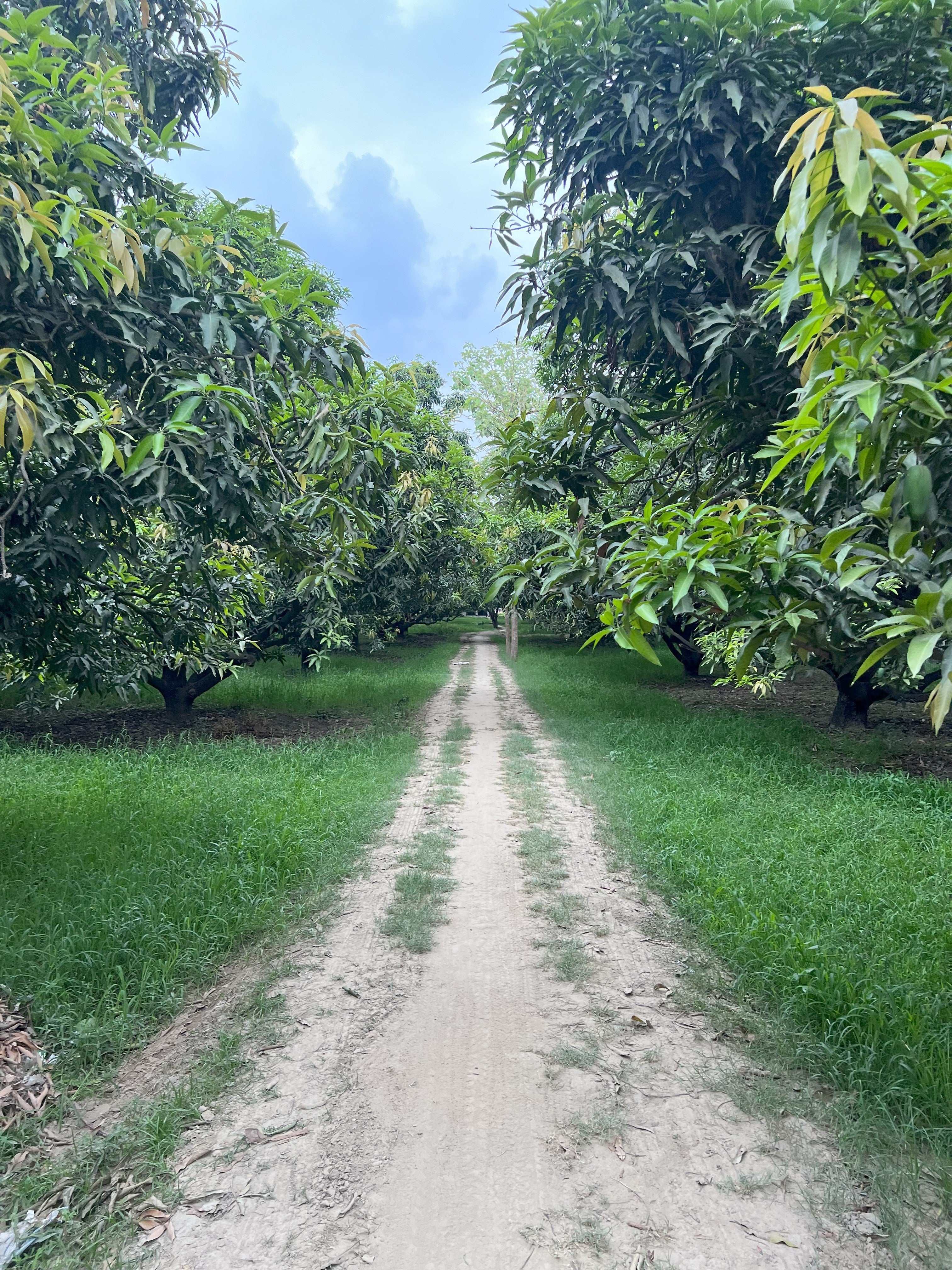 Best Mango Orchard in India
