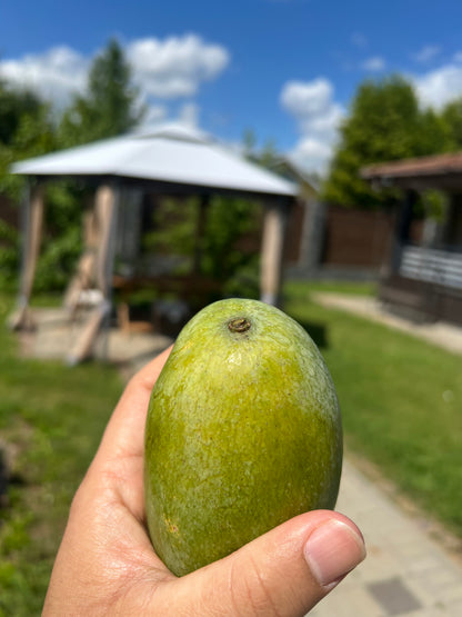 Amarpali Mangoes shop