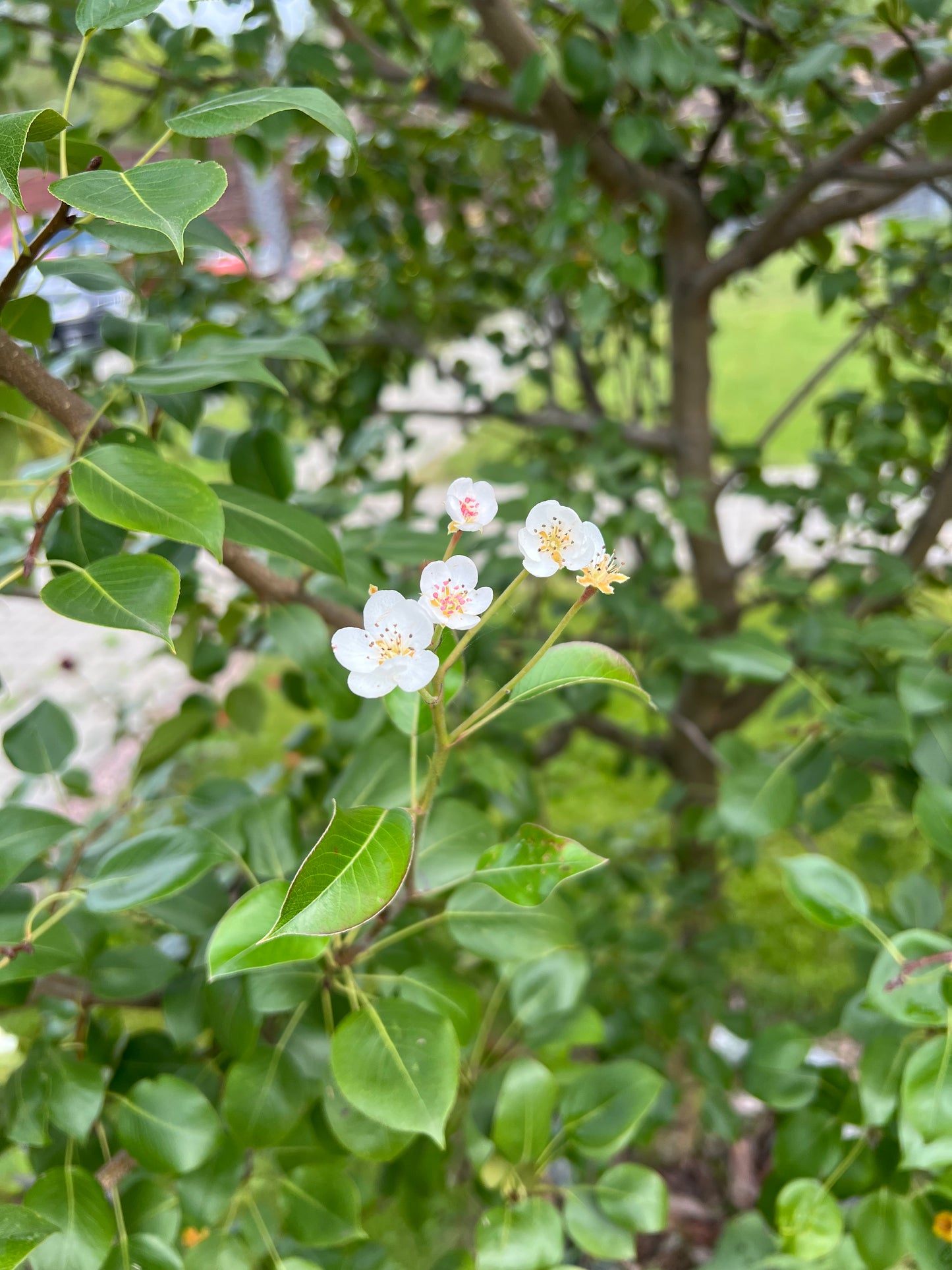 Pears from farm with delivery