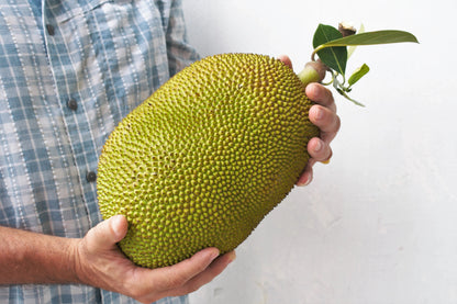 Jackfruit (Kathal) – Raw or Ripe, Naturally Harvested - ASD Orchards