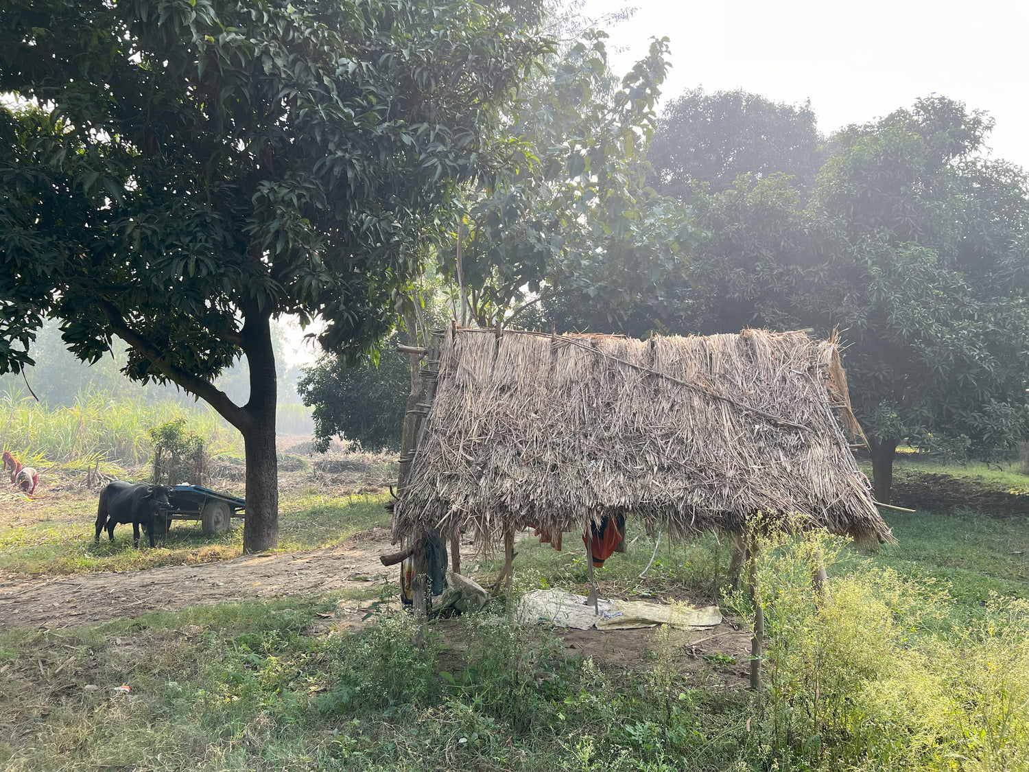 Farm trip mango orchards trip