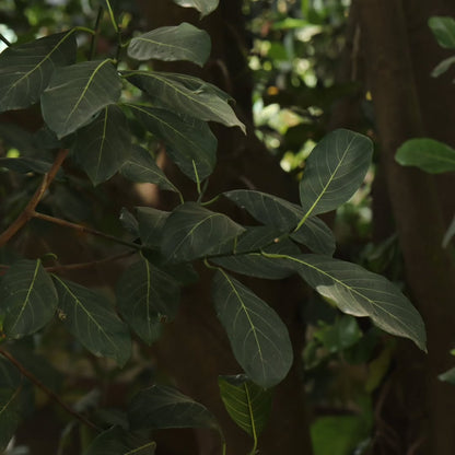 Jackfruit (Kathal) – Raw or Ripe, Naturally Harvested - ASD Orchards