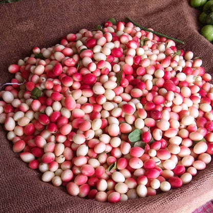 Karonda (Carissa Carandas) – Tangy, Wild & Healthy - ASD Orchards