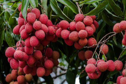farm fresh lychees in Delhi