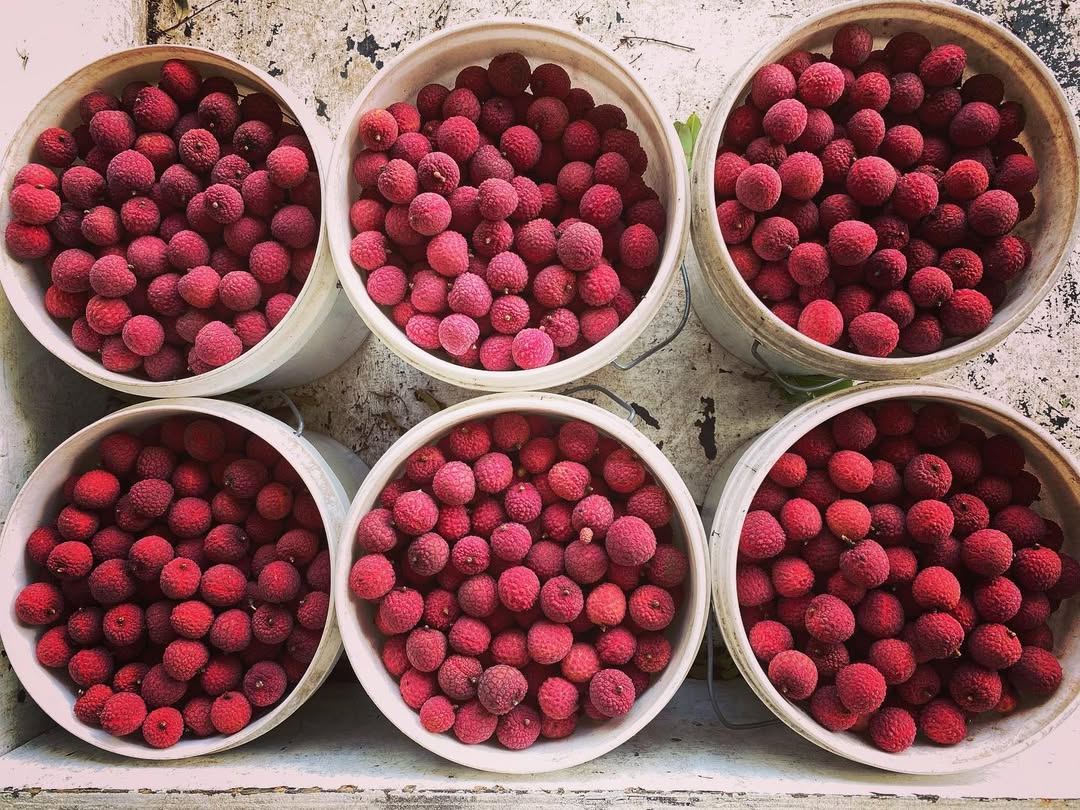 Farm-grown Lychee, free from artificial ripening chemicals