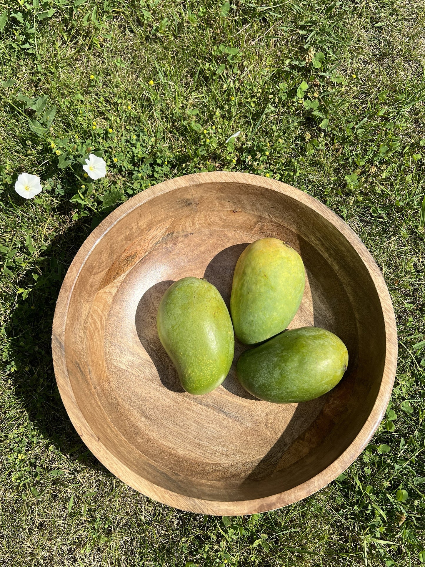 Mango lychee for sale in india
