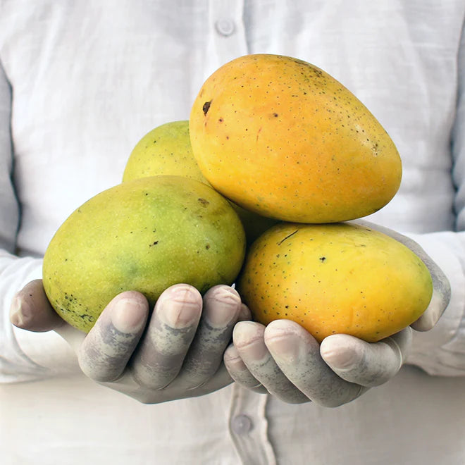 Naturally ripened mangoes displayed for online orders at ASD Orchards