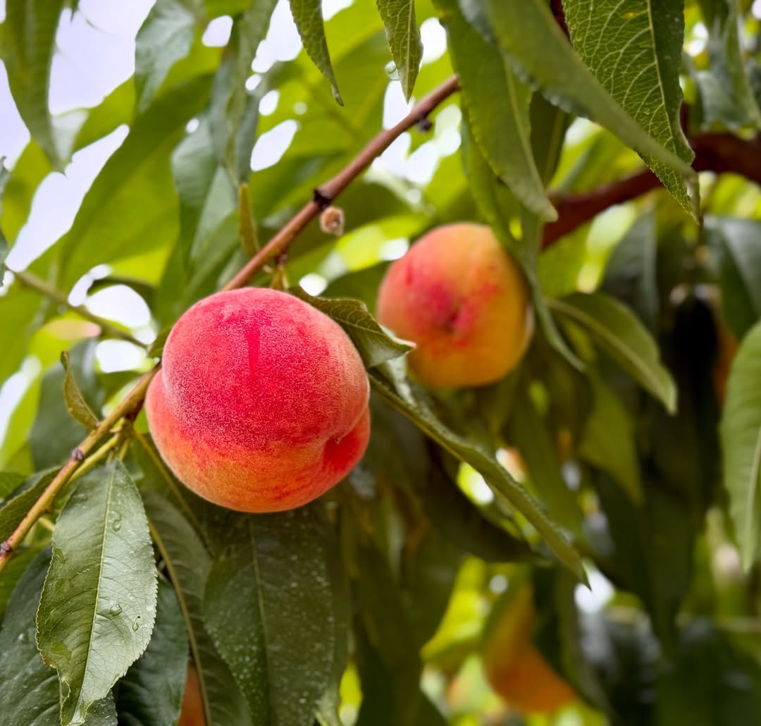 Peach – Buy Fresh, Juicy Peaches Online | Farm Fresh