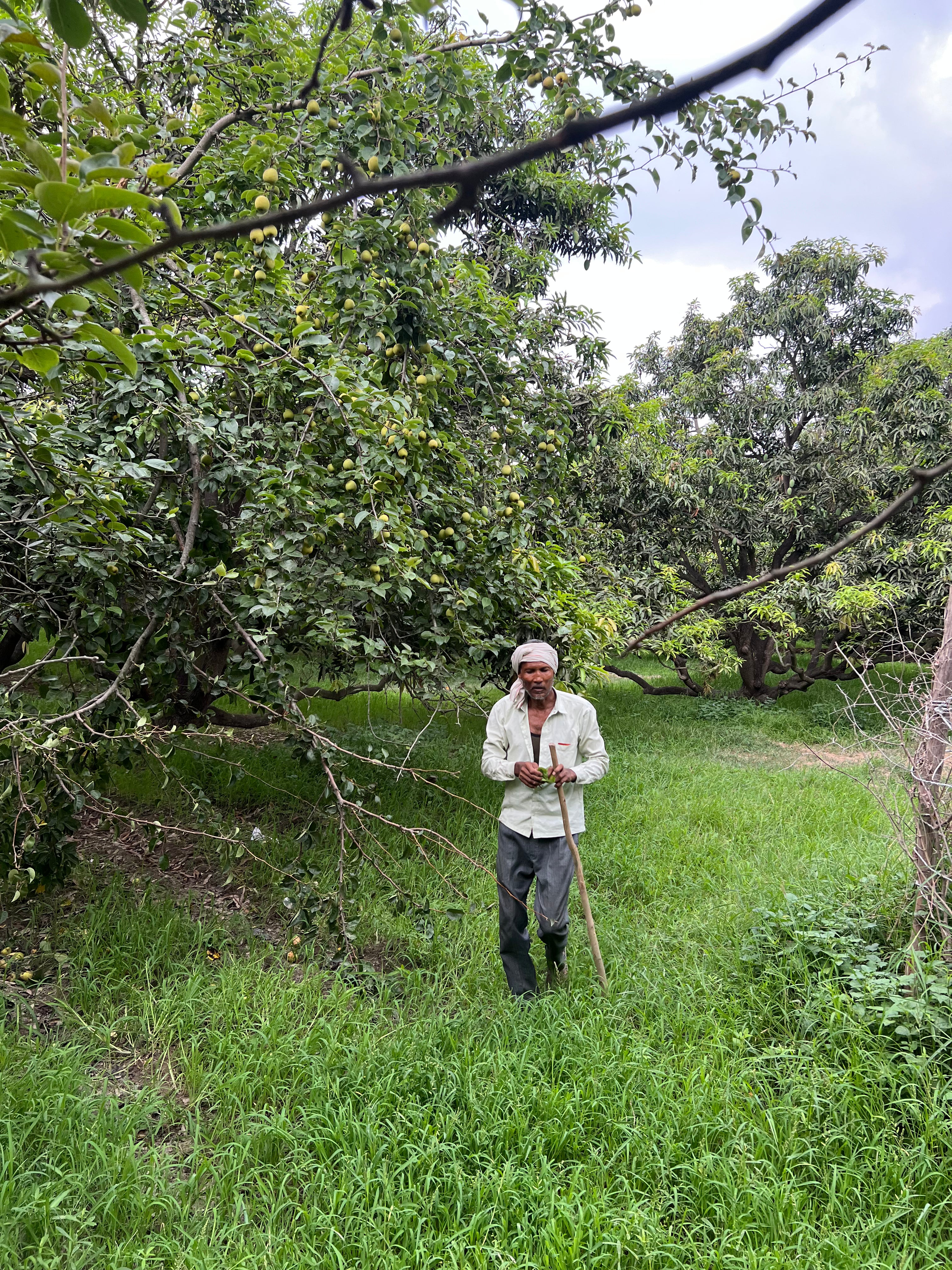 ASD Orchards mango pear litch farm staff collecting pear