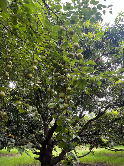 ASD Orchards Pear mango litchi farm near delhi