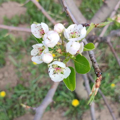 Naturally Grown Pears from ASD Orchards