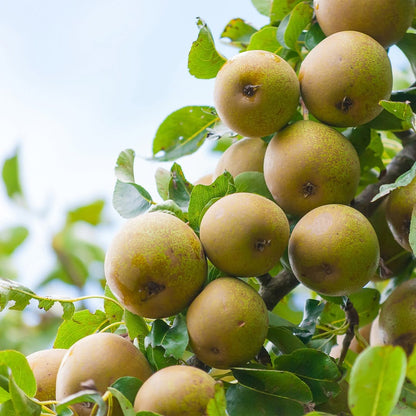 Pears – Crisp, Refreshing & Naturally Grown - ASD Orchards