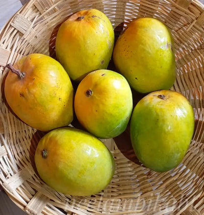 Ratol Mango – Rare, Fragrant & Exceptionally Sweet (Pre-Book Now) - ASD Orchards