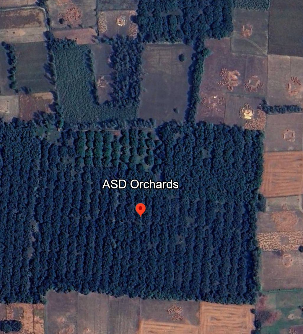 ASD Orchards mango farm near Delhi