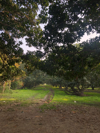 Raw mango wood from farm