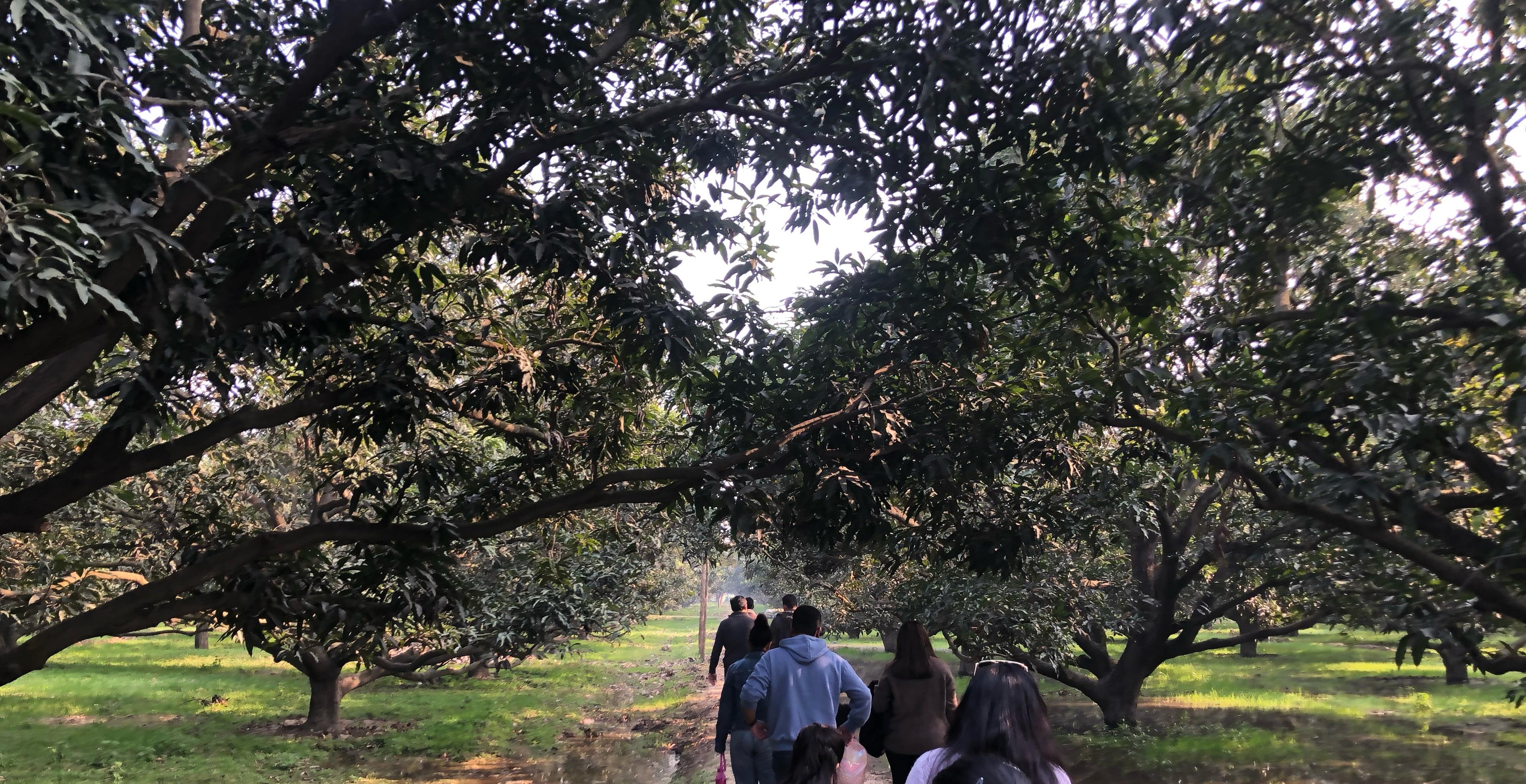 Lychee Mango Picking near Delhi ASD Orchards Farm Tour By mango online