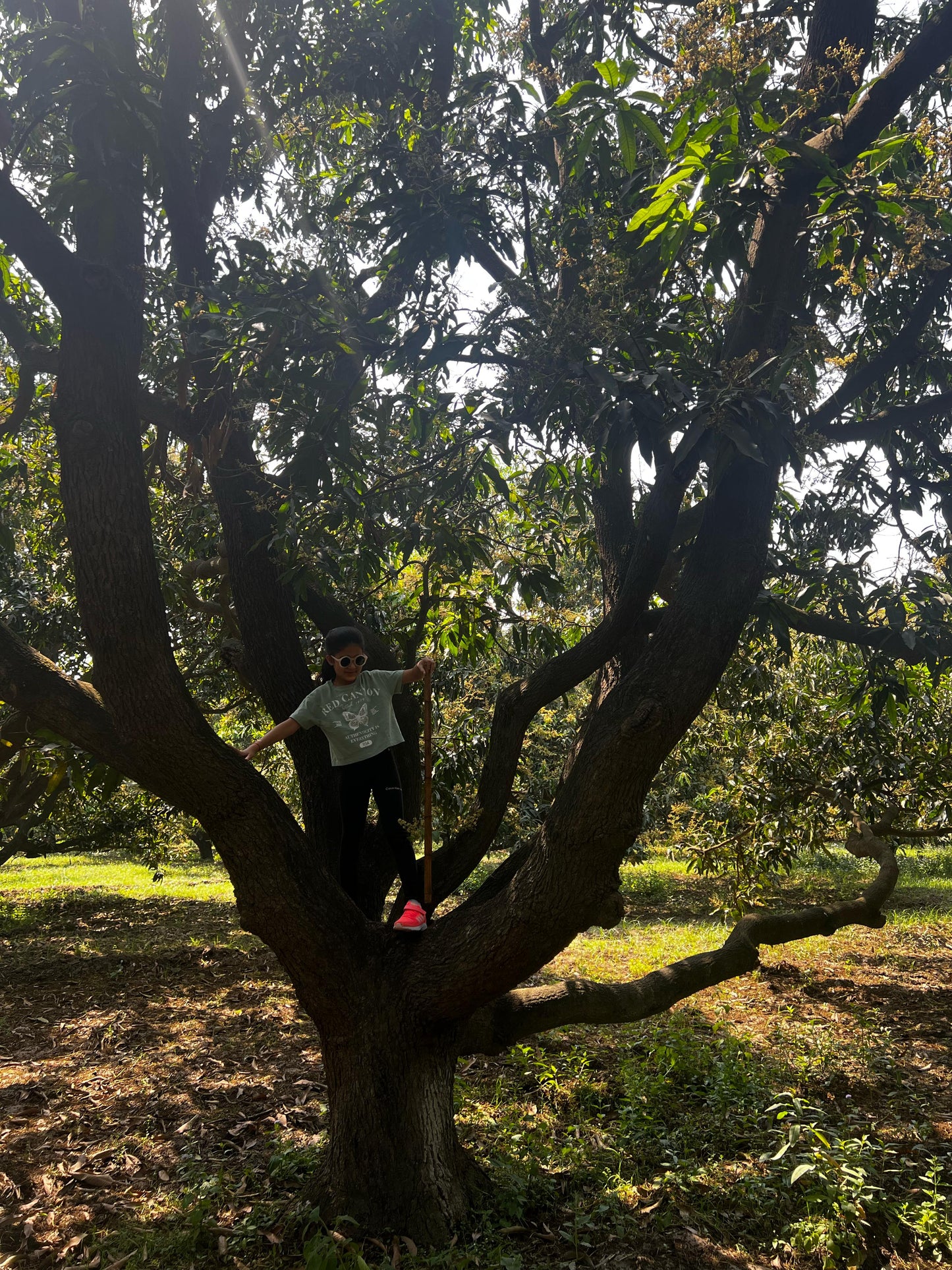 Mango Wood – Seasoned, Natural & Versatile - ASD Orchards