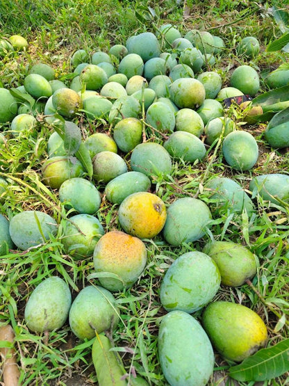 Chausa Mangoes straight from tree