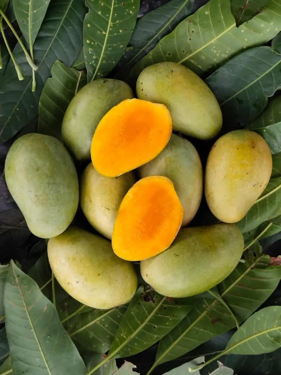 Freshly harvested carbide-free mangoes from ASD Orchards, naturally ripened