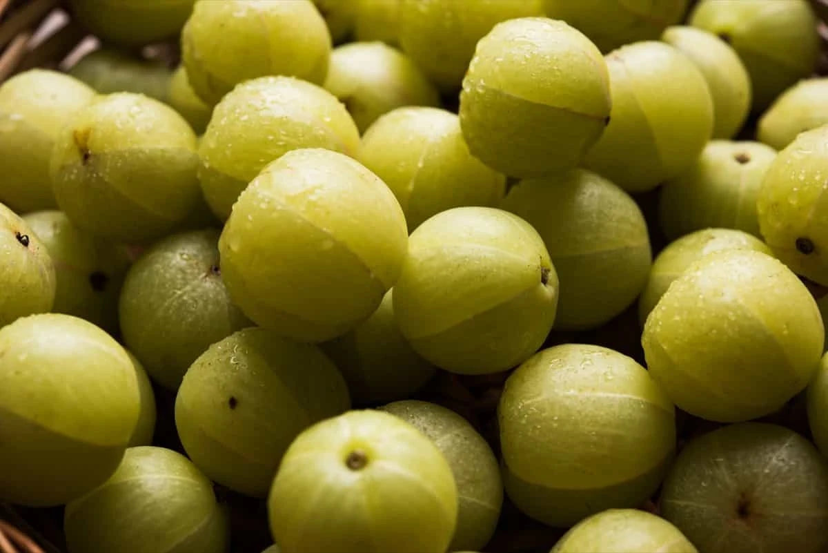 Handpicked Alma Gooseberries basket – ASD Orchards