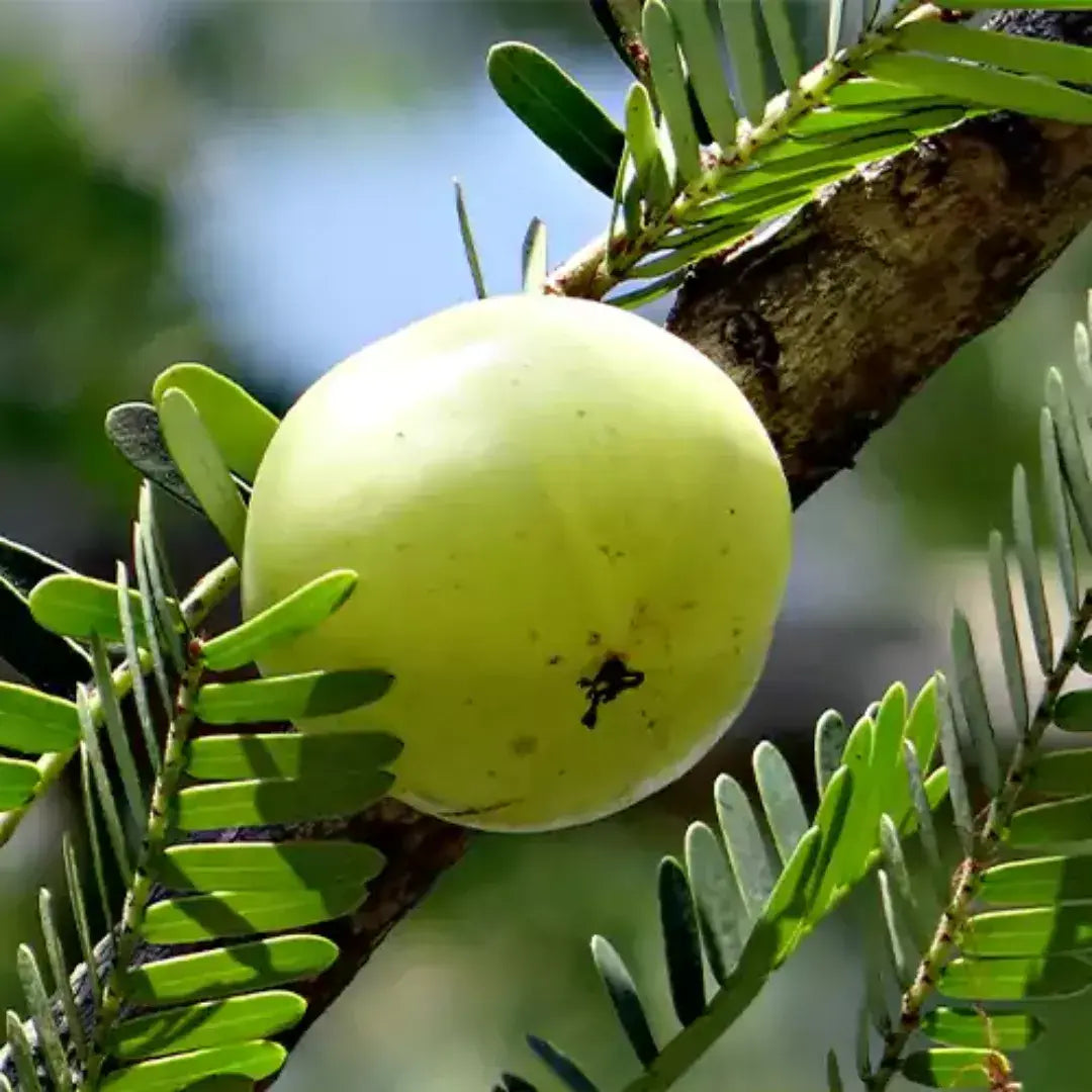 Premium Alma Gooseberry harvest – ASD Orchards