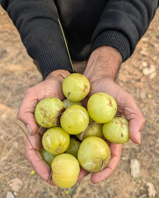 Fresh Alma Indian Gooseberries – ASD Orchards