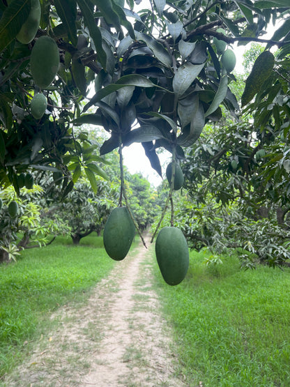 Dasheri Mangoes ready for delivery – ASD Orchards
