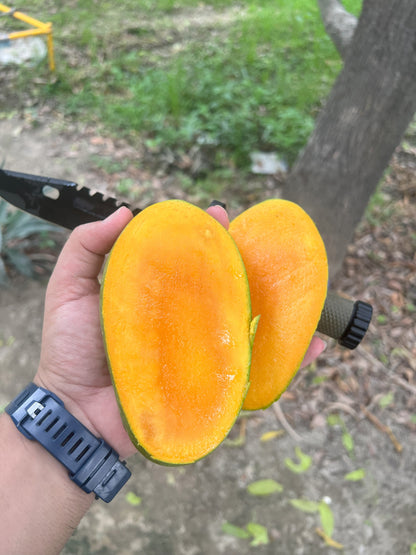 Farm fresh Dasheri Mangoes – ASD Orchards