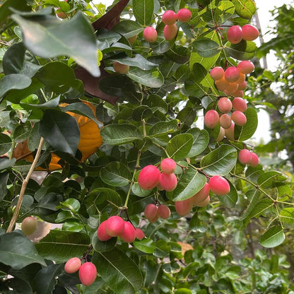 Fresh food straight from farm