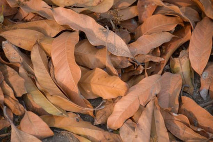 Mango leaves dry from farm near delhi