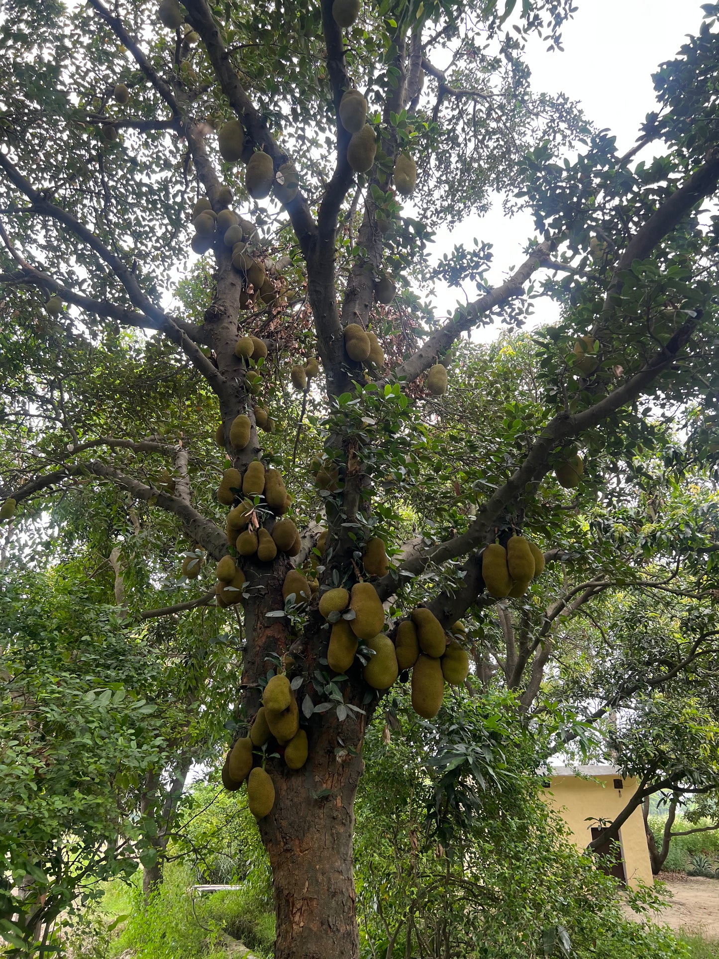 ASD Orchards Jackfruit straight from farm wholesale price