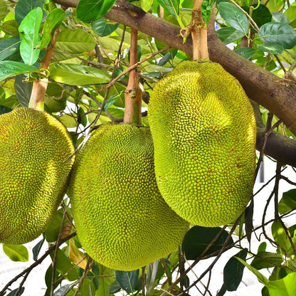 Jackfruit (Kathal) – Raw or Ripe, Naturally Harvested - ASD Orchards