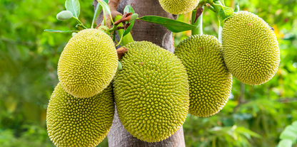 Jackfruit (Kathal) – Raw or Ripe, Naturally Harvested - ASD Orchards