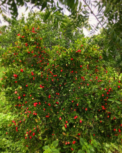 Karonda (Carissa Carandas) – Tangy, Wild & Healthy - ASD Orchards