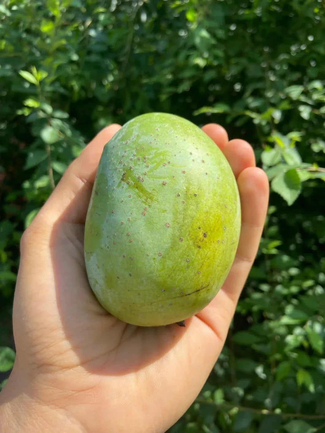 Langra Mango close-up – ASD Orchards