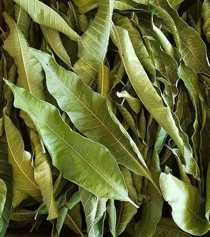 Mango Leaves – Sacred, Fresh & Healthy - ASD Orchards