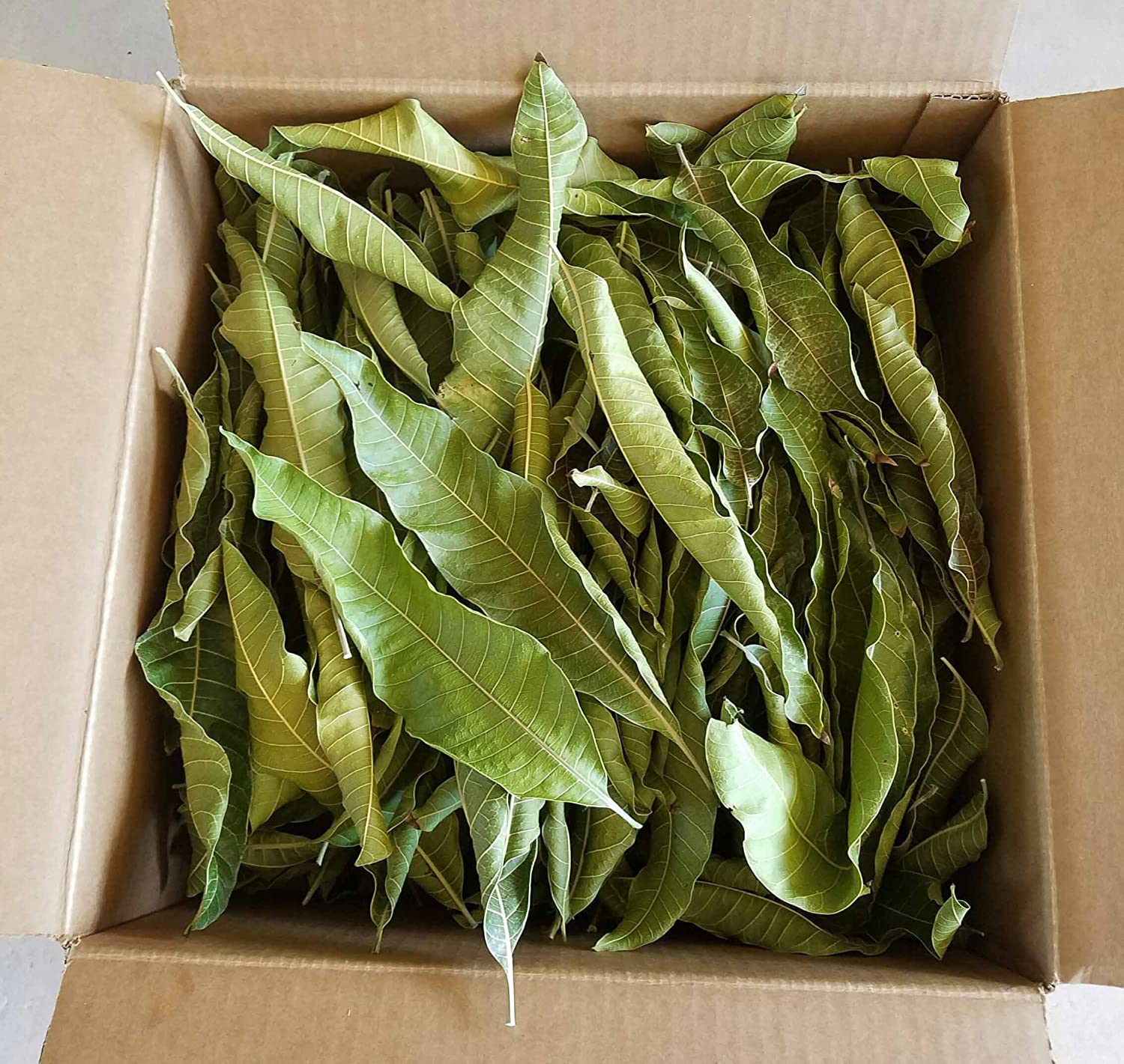 Mango Leaves – Sacred, Fresh & Healthy - ASD Orchards