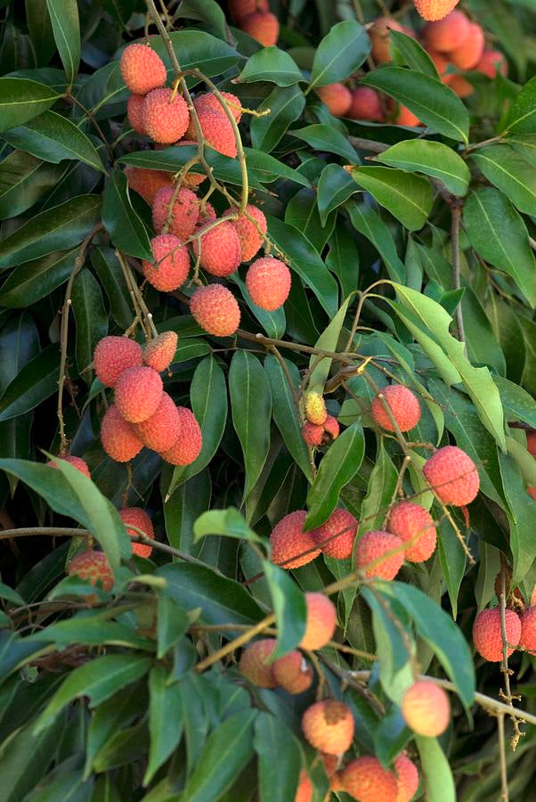 Fresh Lychees – Juicy, Sweet & Straight from the Orchard - ASD Orchards