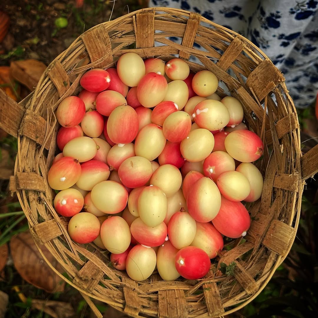 Fresh Karonda for same in Delhi