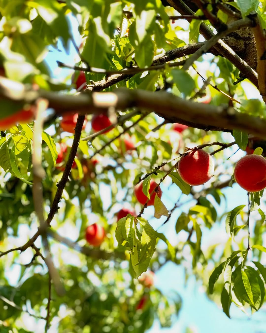Peach – Buy Fresh, Juicy Peaches Online | Farm Fresh