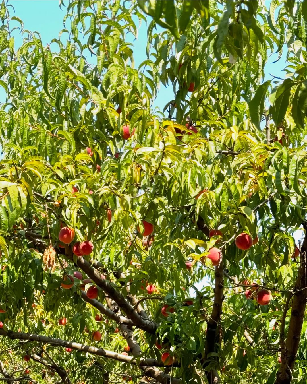 Peach – Buy Fresh, Juicy Peaches Online | Farm Fresh