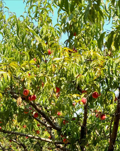 Peach – Buy Fresh, Juicy Peaches Online | Farm Fresh