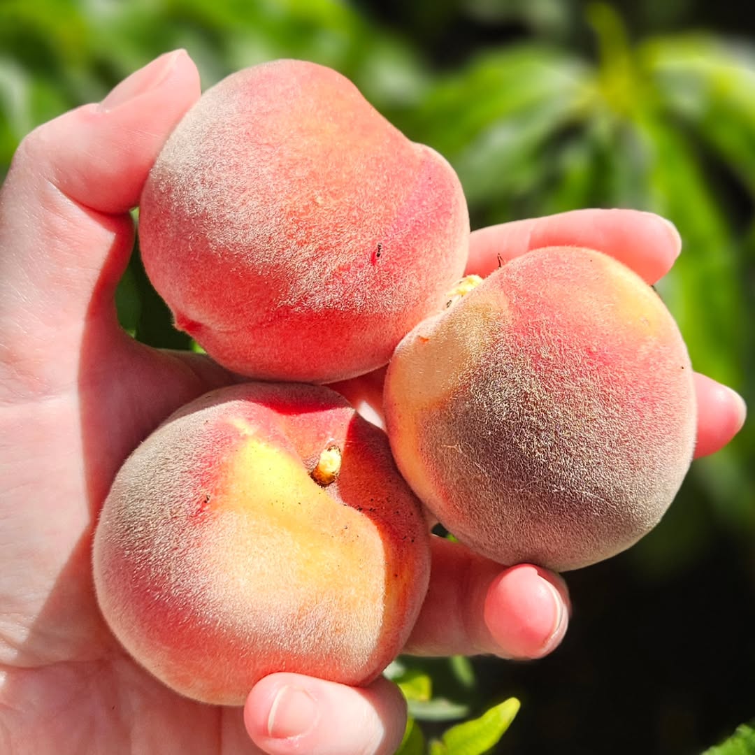 Peach – Buy Fresh, Juicy Peaches Online | Farm Fresh