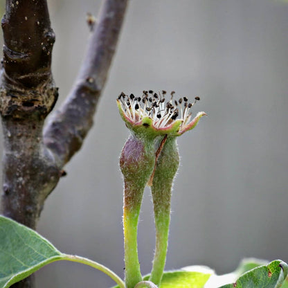 Pears from farm near Delhi