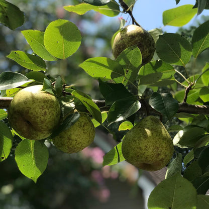 Pears – Crisp, Refreshing & Naturally Grown - ASD Orchards