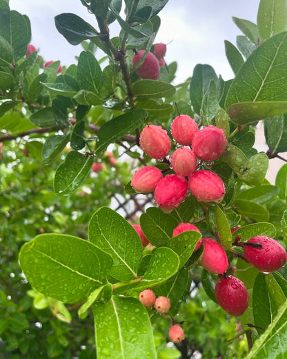 Karonda fresh online delivery